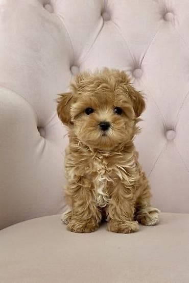 Pudel, 2 ay, Erkek, Peyvəndli