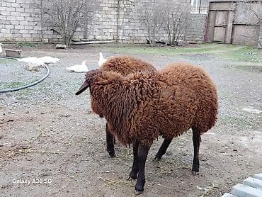 Eşşəklər: Quzu, Erkək, Qala, ay: 1, Damazlıq — 3