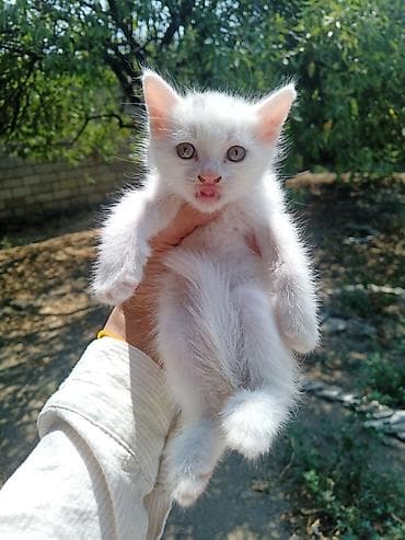 pişim: VAN KEDI CINSLI ERKEK 40 GÜNLÜK ağ tüklü pişik balası sahiblendirlir — 1