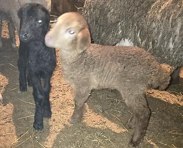 yetim quzu: Quzu, Dişi, ay: 1, Damazlıq, Ünvandan götürmə — 2