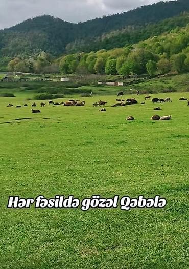 plasmas su çənlərinin təmiri: Qəbələyə tur xidməti Təsvir: - Azərbaycanın ən məşhur təbiət — 1