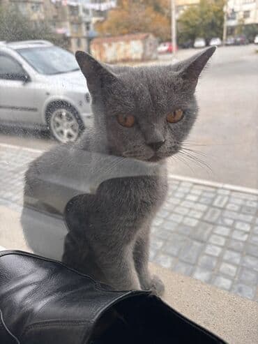 rus mavisi pişik satışı: Rus mavi, Yaxşı əllərə, Ünvandan götürmə — 3