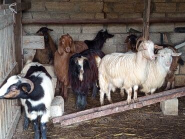 Inəklər, öküzlər: Dişi, il: 1, 40 kq, Damazlıq, Ünvandan götürmə — 3