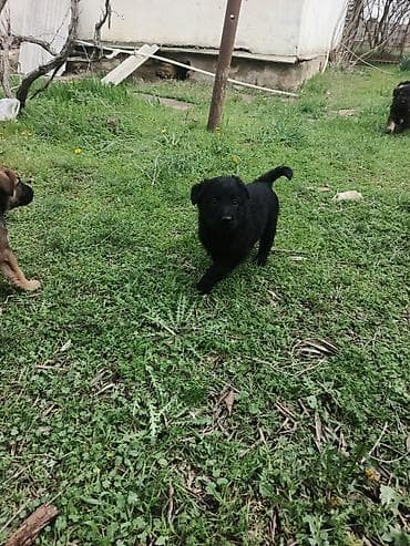 qartal şəkilləri: Balaca labrador ballari - Şəkillərdə bir neçə şirin balaca it balası — 2