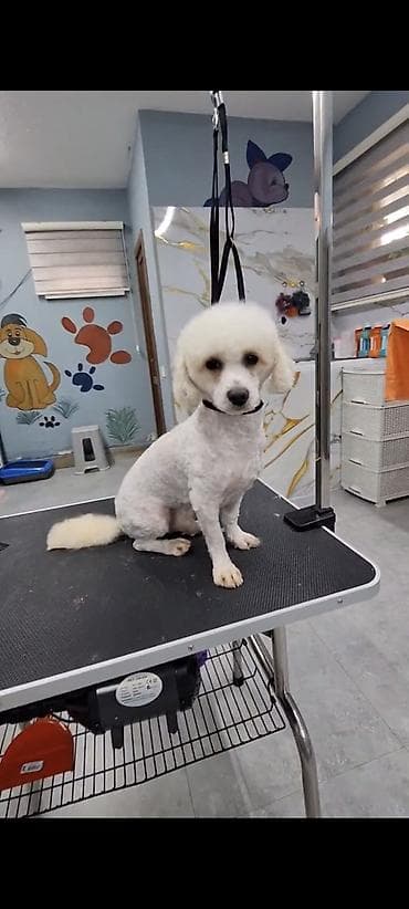 heyvan sahiblendirme: Pudel, 8 ay, Erkek — 4