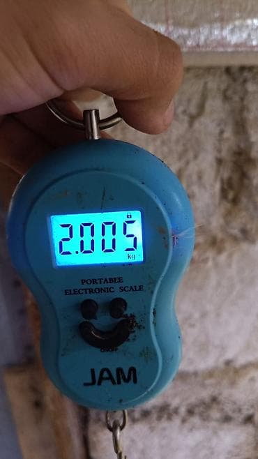 kənd toyuqlari: Təbii Qırmızı Sasso Çolpaları – Cəmi 12 AZN! 🐔 Tam sağlam, təbii — 2