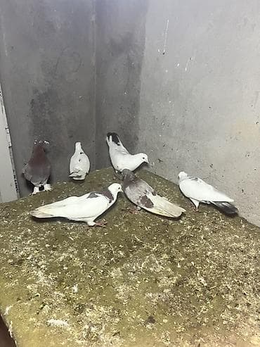 Salam Qiymət hamsna aidir. Boş bekar adamlar yazmasn sonu 60 manatdr lalafo.az -da Salam Qiymət hamsna aidir. Boş bekar adamlar yazmasn sonu 60 manatdr