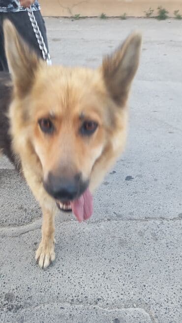 alman çoban köpeği: Alman çoban iti, 1 il, Dişi, Peyvəndli — 4