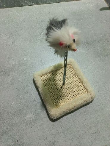 котенка в добрые руки: Шотландская, Самка, В добрые руки, Платная доставка — 5