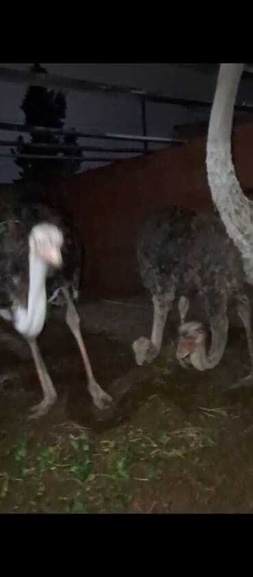 Inəklər, öküzlər: Təsərrüfat üçün dəvəquşuları - Növ: Afrika dəvəquşusu (Struthio — 3