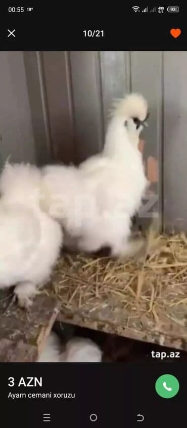 cücə və xoruz: Salam Ayam cemani,,. argenal.yumurtasi,cucesi.colpasi,,xoruzu.toyugu — 14