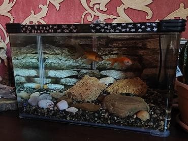 Akvariumlar: Akvaryum dəsti 2 balıq+daşlar + 25-30 litirlik akvarium+ filter+ — 3