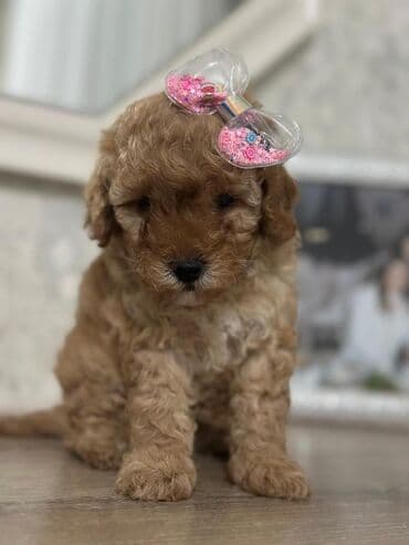 Akvariumlar: Pudel — 1