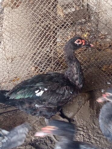 heyvan bazari inekler: Salam yerli və cins ördəklər satılır 20-70 manat arası ünvan Gəncə - — 1