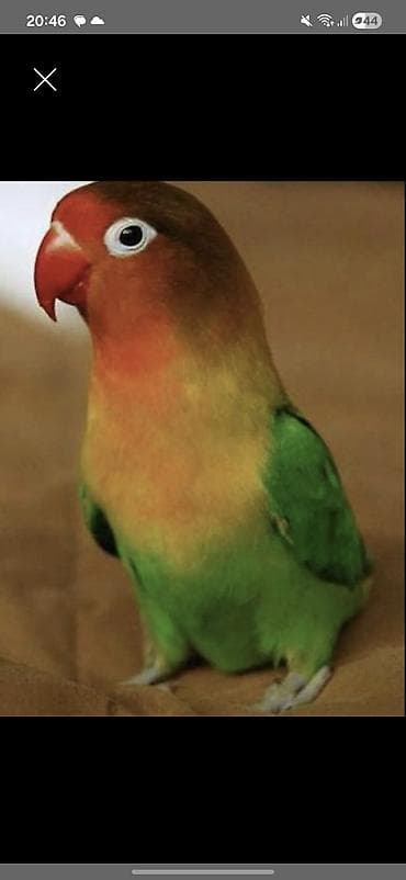 Digər heyvanlar: Fişer tutuquşu 50 manat — 1