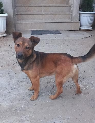 собака в хорошие руки: 1 год, Самец — 5