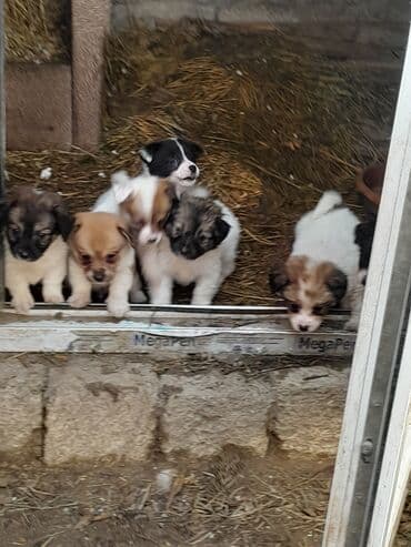 it balaları satilir: 2 ay, Dişi, Peyvəndli — 2