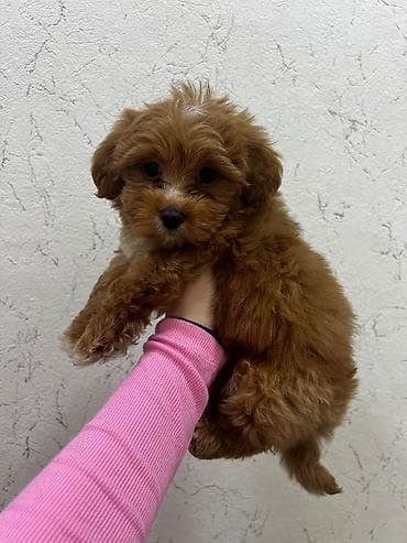 itler pikines type 1: 2 ay, Dişi, Peyvəndli, Ödənişli çatdırılma — 3