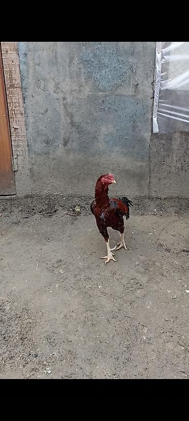 herati xoruzlar: Asil cins xoruzdur - Rəng: tünd qırmızı-bənövşəyi tonlarda ləkəli — 1