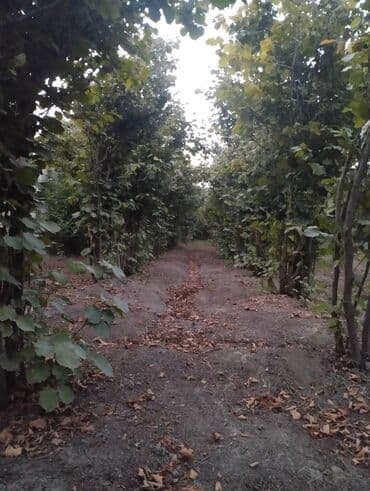 Çəngəllər: Fındıq bağçası – intensiv əkilili, səliqəli cərgələr vatsa əlaqə — 4