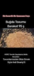 Məhsul: Buğda toxumu – “Bərəkət 95” Xüsusiyyətlər: - Yüksək