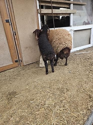 Atlar: Qoyun ana-bala cütü - Cins: Yerli qaragül tipli (qara quzu — 2