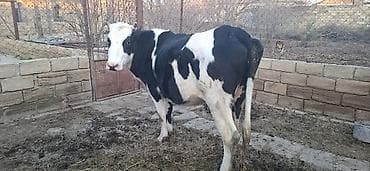 Holşteyn Cinsidi 2 aylıq boğazdı simental maya vurulub ikinci qarına