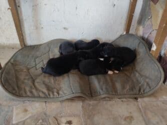 Gəmiricilər: Xaski, Erkek — 6