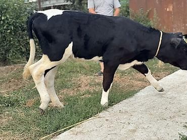 heyvan ve insan seksi: Təmiz Saf qan İvanofka Dişi Buzov Satılır. Buzov 3ayını Təzə — 2