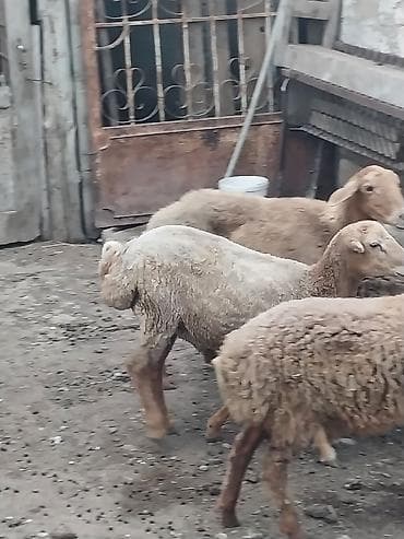 yanı balalı qoyun: Beyləqan quzuları
super kökdülər, diri çəki -10m — 4