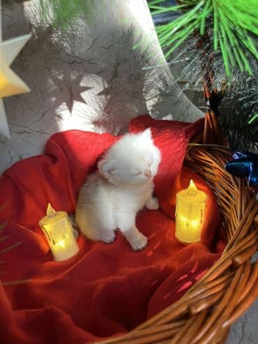 pulsuz it satilir: Britan, Erkək, Dişi — 10