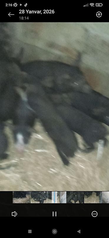 Keçilər, çəpişlər: Məhsul: Qara balaca donuz balaları (quzular) çoşka donuz balası — 2