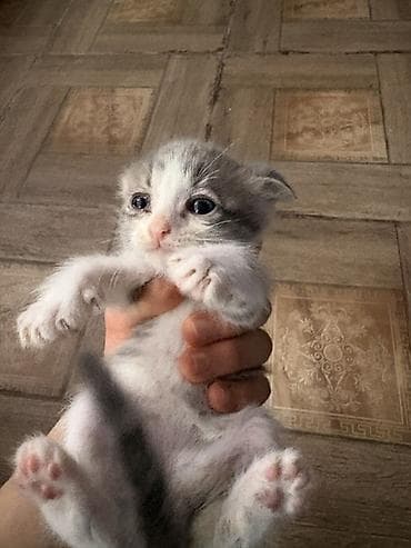 etibarli ellere pisik verirem: Salam 2dənə pişiy etibarli şəxslərə verilir 1 düz qulaq biri əyri — 2