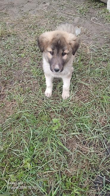 oglan pisik adları: Erkek — 4