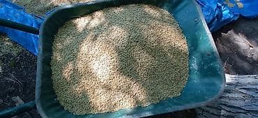 yasəmən ağacı satışı: Şamaxıda yerli məhsul qara torpaqda yetişmiş arpa satılır ( heyvan — 6