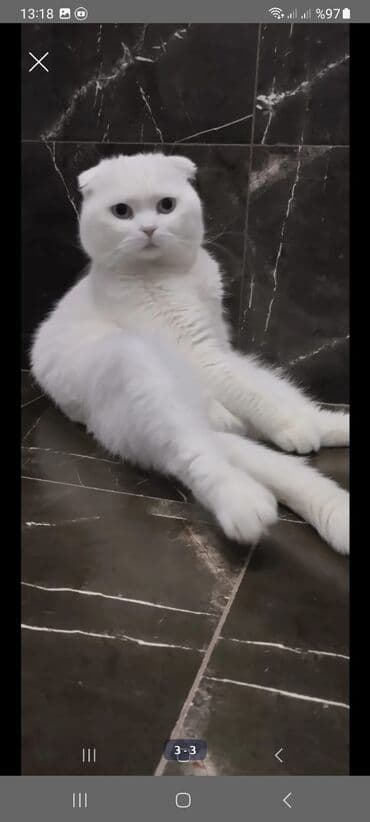 coban itleri haqqinda melumat: Şotland yastı qulaq, Erkək, Yaxşı əllərə — 3