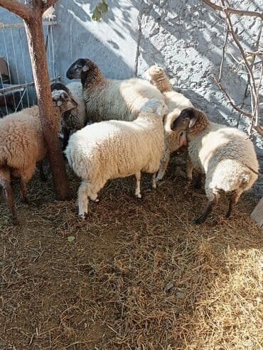 keçi satılır: Qoyun sürüsü satılır Hamısı erkek dir cekisi biri 54 kl o birleri 34 — 1