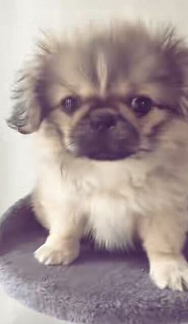 Alfa Romeo: Pekines — 2