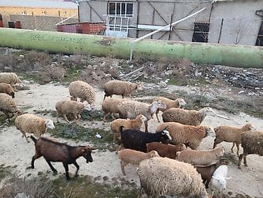 Digər heyvanlar: 11 dene qoyundur.2 si ayrica qiymet qalan 9 unun 1 denesi 400 manatdan — 3