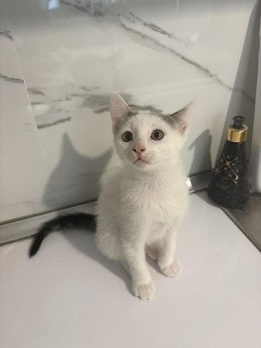 ev pisiyi: Yaxşı əllərə, Ünvandan götürmə — 3