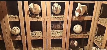 quş adları: Tecli satlir qimzi sari nislar riyal alclar buyursun optvoy satlir tek — 5