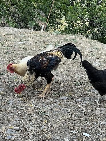 arı mumu: Heyreti xoruz bir yaş 3 ayliqdir temiz qan heyvandir cadirilma — 4