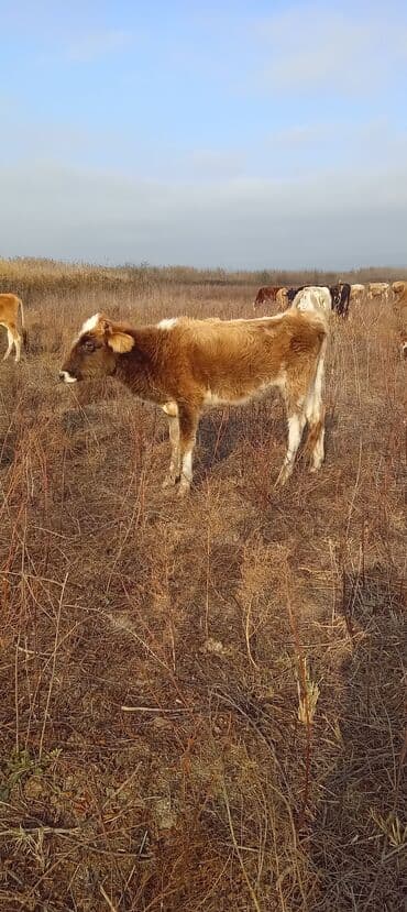 Dana, buzov, Dişi, ay: 2, Damazlıq