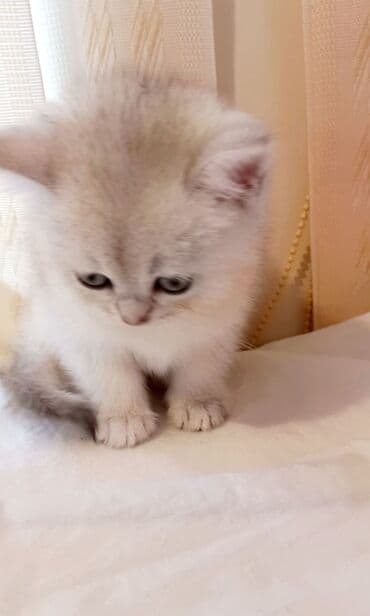 qold pişik: Britan, Erkək, Ünvandan götürmə — 2