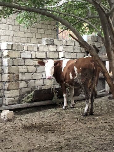 simmental inək cinsi: Dişi, Simental, il: 1, Südlük — 4