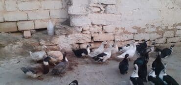 kayuqa ordek: Erkək, | Lal ördək, Ətlik — 1