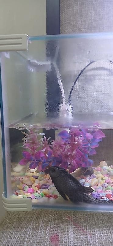 Akvaryum dəsti - Şüşə akvaryum – təxminən orta ölçü, kvadrat formalı