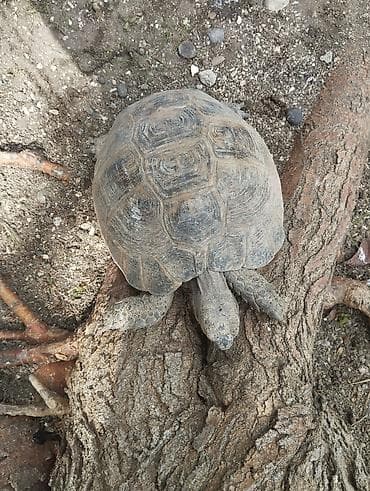 peleng şekilleri: Quruda yaşayan tısbağa balalarida var 10azna verilir - Növ: Quru — 3