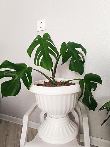 Monstera deliciosa (Şveysar pendiri bitkisi) – dekorativ otaq bitkisi