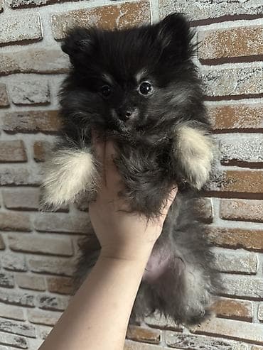 Şpitz, 3 ay lalafo.az -da Şpitz, 3 ay